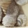 Pluszowa Przytulanka Słoń Little Dutch Safari Friends GRS 17cm | Pierwsza Maskotka Sensoryczna dla Niemowląt od Urodzenia 0+, Ekologiczny Słonik z Dużymi Uszami do Tulenia, Wspiera Rozwój Emocjonalny, Prezent na Baby Shower.