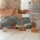 Little Dutch klocki drewniane dla 2 latka Forest Friends 50 sztuk