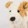Maskotka piesek dla dzieci przytulanka pluszak Egmont Toys Terrier Eliot pies pluszowy 23 cm 0+